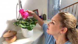ВЛОГ Пересадила цветы 🌷! Обожаю цикламены 🌷