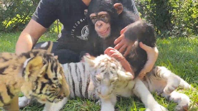 A Day in The Life of Tara the Chimp! смотреть онлайн