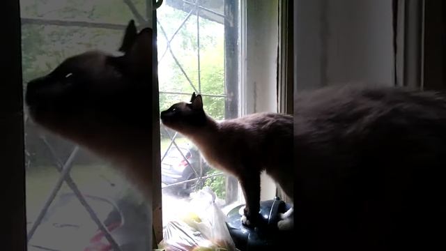 Симка моет окошко! смотреть онлайн