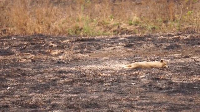 Lions in Serengeti смотреть онлайн