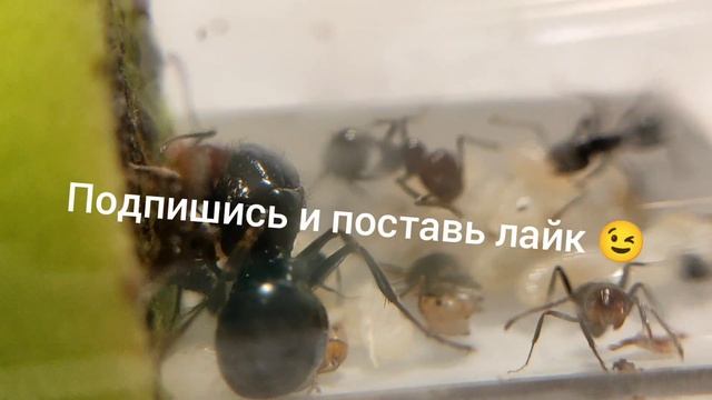 Messor Angularis. Наконец не феи...
