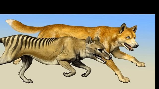 УЖАСЫ АВСТРАЛИИ 2: Тасмания- Остров где Живёт "Дьявол"#море смотреть онлайн