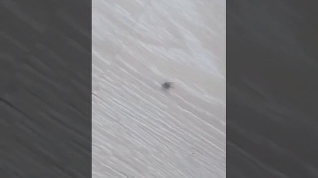 Первая муха ожившая зимой 2018 смотреть онлайн