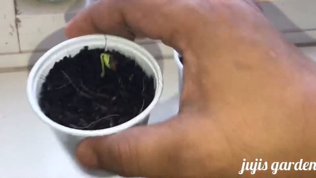 How to Grow Apple from Store-Bought Apple | Grow Apple from Seeds смотреть онлайн