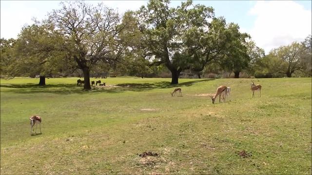 Busch Gardens Tampa Bay - Serengeti Safari Tour
