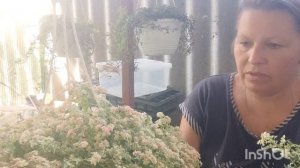 пилея, размножение.