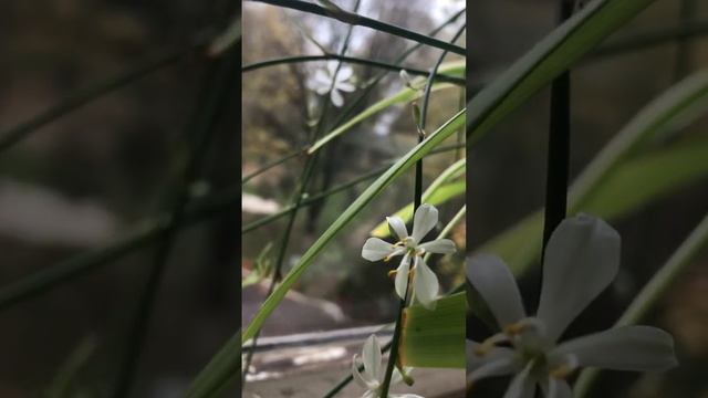 Это ж прелесть! #lenaleto #elenazhelankina #брянск #москва #spb #москвасити  #прелесть #красота