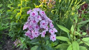 Цветение флоксов в саду Самойленко Ирины и Сергея (часть 1-я)