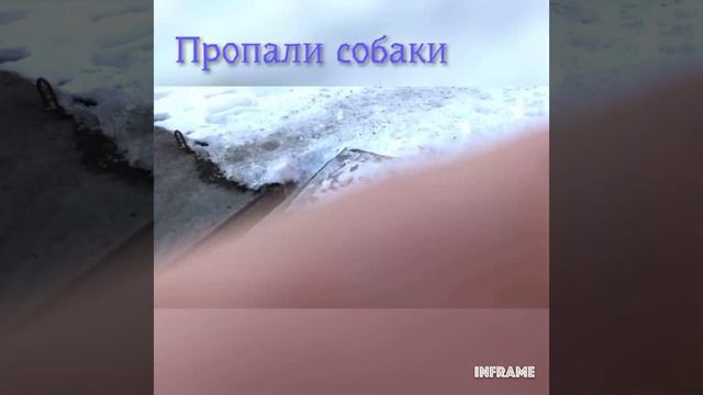 Пропали собаки! Омск, район Авиагородка, ул.Суровцева, ул.Куломзинская смотреть онлайн