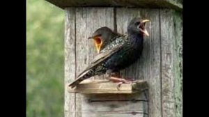 Скворцы любэ