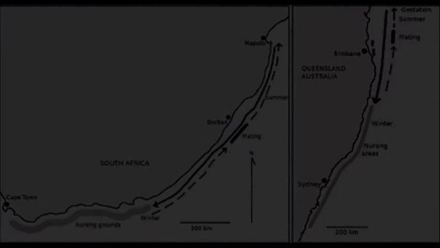 ANM102 Conservation of the Grey Nurse Shark смотреть онлайн