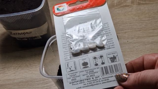Как сажать семена тыквы на рассаду. Как сажать тыкву смотреть онлайн