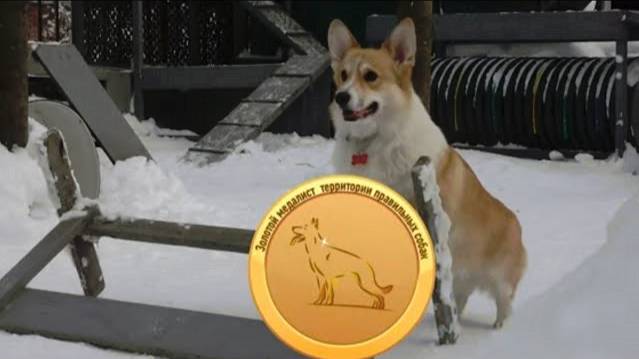 Догтренинг 705. Вундердог Арчи- непревзойденный корги