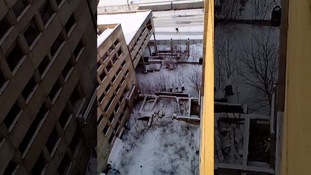 Зеленодольская. Вся хурма. 26.01.2013 смотреть онлайн