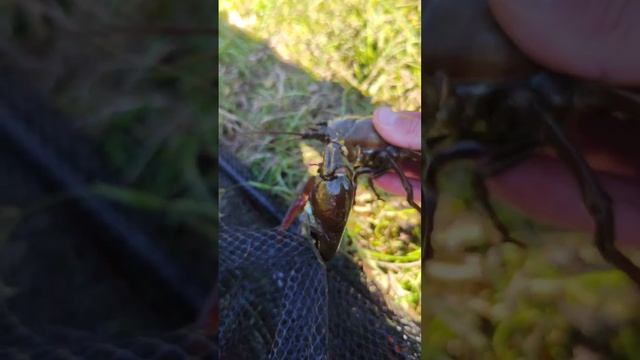 Огромные раки поздней осенью! Раки осенью смотреть онлайн