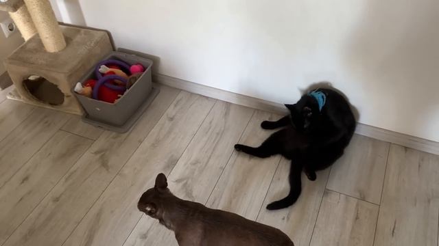 С воронёнком к ветеринару. Сон Киры -шок. Шанти на выпасе. Кира боится птиц, а Вика как всегда. смотреть онлайн