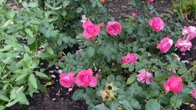 Вторая волна цветение роз🌹в саду у KUKUROSA смотреть онлайн
