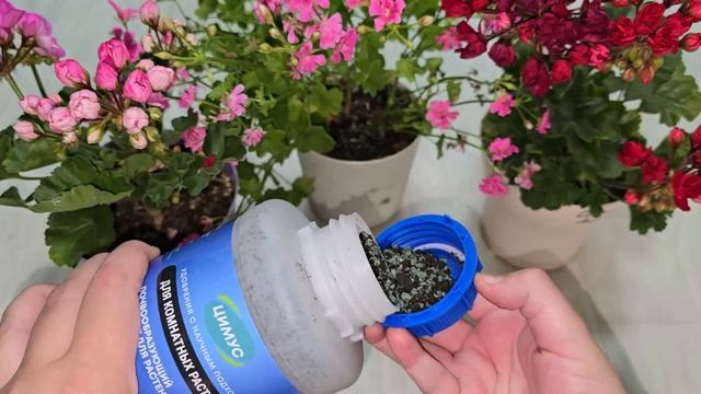 СДЕЛАЙ ЭТО ОСЕНЬЮ с Геранью, чтобы куст не желтел зеленел, цвел и отлично перенес зиму смотреть онлайн