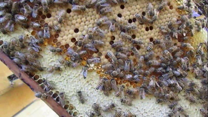 пчеловодство на ячейке 4,9 мм - часть 25, бакфаст селекции Ральфа Кольбе на разной ячейке смотреть онлайн