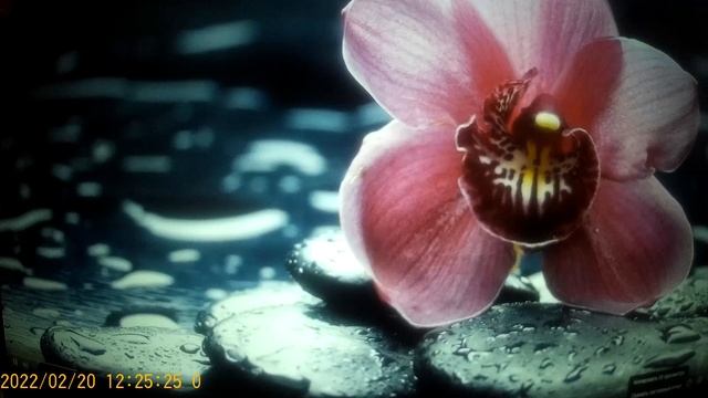 Мы родились в СИбири , от этого канала колбасит Правдивую сплетницу Наташу смотреть онлайн