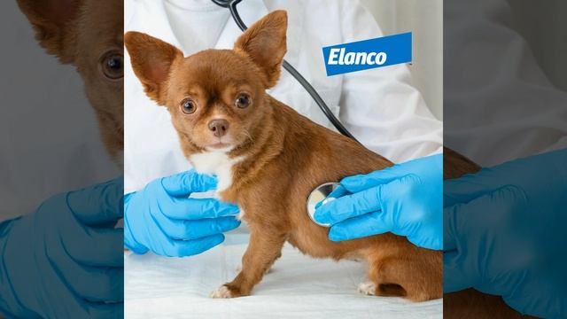 Discussing Vaccines in Small Animal Practice смотреть онлайн