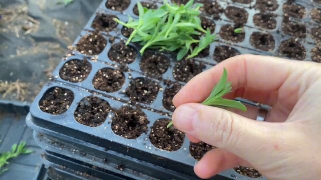 Черенкование калибрахоа🌺