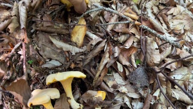 За Белыми Грибами и не только!Все виды Боровиков и лисичек букового леса! За Грибами 2024! смотреть онлайн