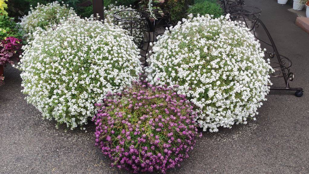 Как сохранить вегетативный алиссум до весны. Процесс черенкования алиссума Сноу принцесс. смотреть онлайн