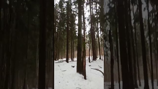 прогулка у дома в лесу смотреть онлайн