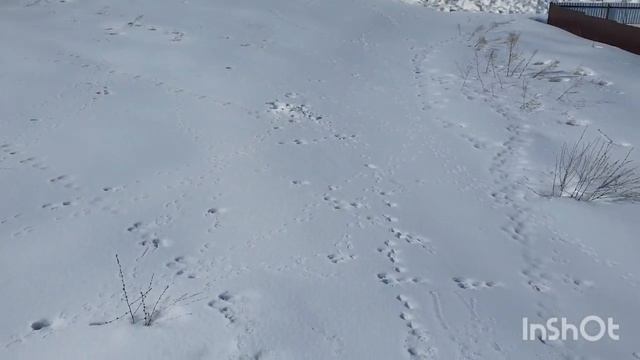 Участок 10сот. ИЖС. Никольское поселение село Тарлаши. По всем вопросам звоните 89534939490 смотреть онлайн