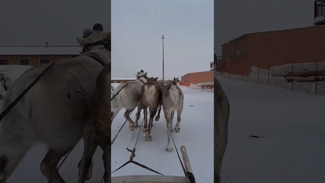 День оленеводов в Ханты-Мансийске смотреть онлайн