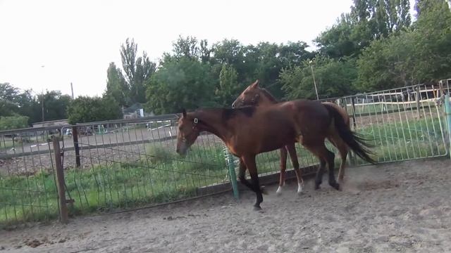 Стабунивание жеребцов. Социализация лошади.Stallion Stallion .Socialization Of The Horse.