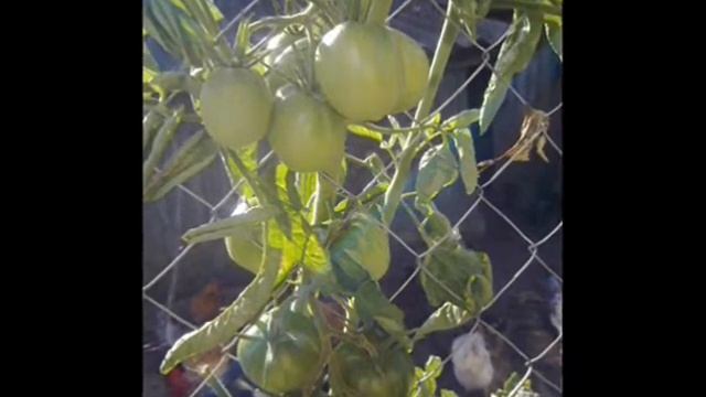 Домашние зарисовки. Август 2011.wmv смотреть онлайн