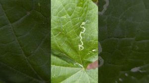 Минеры в листьях. Как избавиться от вредителей огурца. Минирующая муха и моль в листьях.