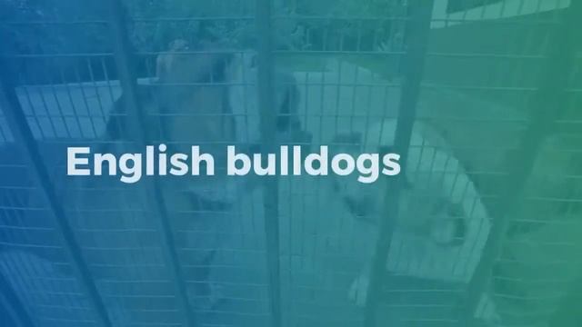 Best Medium Sized Dogs For Apartments смотреть онлайн