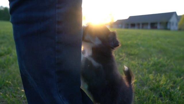 Ernest Long Coat Applehead Chihuahua Puppy // Pawsh Puppies смотреть онлайн