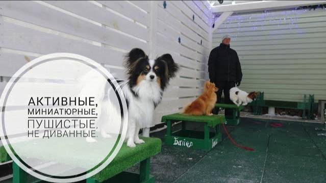 Догтренинг 720. Активные, миниатюрные, пушистые, не диванные.