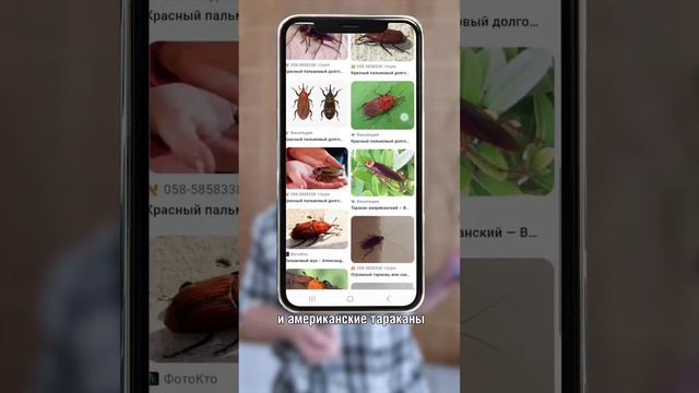 Американские тараканы в Израиле