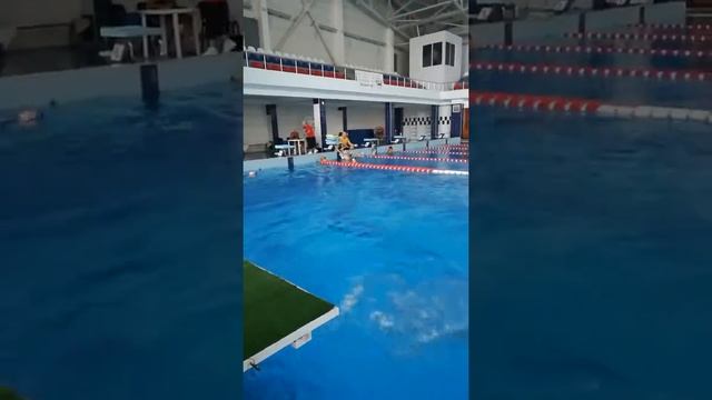 Весёлое, прикольное, класс, интересно, прыжки в воду, дети! смотреть онлайн