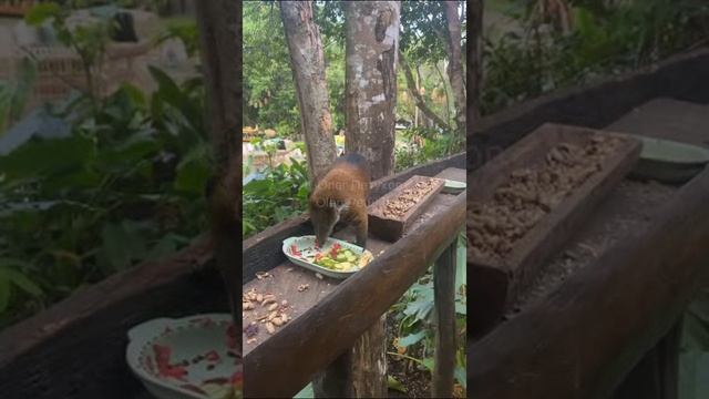 Венесуэла. Venezuela. 委内瑞拉。 смотреть онлайн