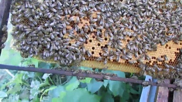 пчеловодство на ячейке 4,9 мм - часть 22, отводок в 6 рамочном улье, в сентябре смотреть онлайн