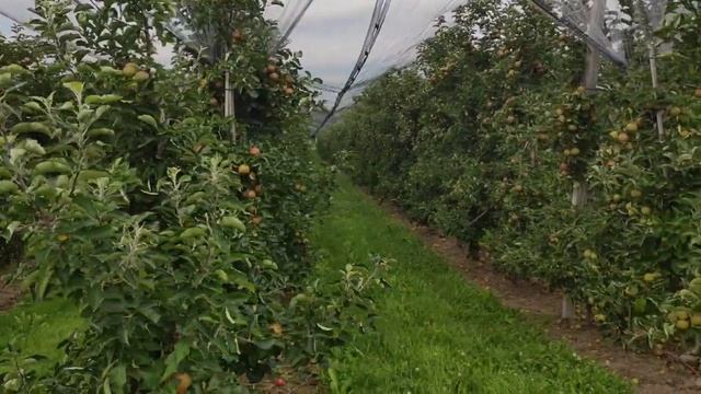 GERMANY tourist places in tamil |apple and sunflower garden in Germany/apple field/VLOG смотреть онлайн