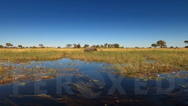 #6 For The BEST AFRICAN SAFARI, A Swampland Safari Trails 5 Minute Promo