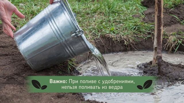 ЧТО ТВОРЯТ ПИТОМНИКИ растений РАДИ СИЛЬНЫХ (и компактных) корней смотреть онлайн