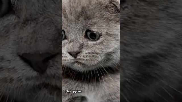 Нас выселяют ❤️ Продолжение здесь @ЛераИзумруд-ы5о смотреть онлайн