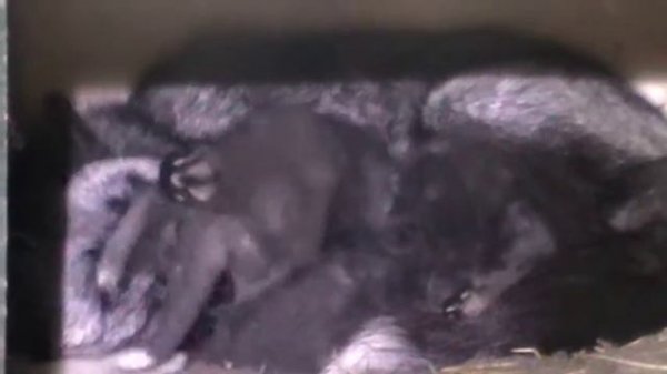 Домашняя лиса