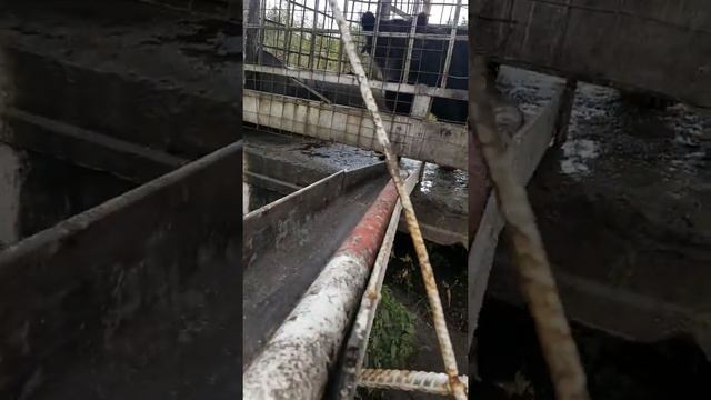 медведь маша биробиджан смотреть онлайн