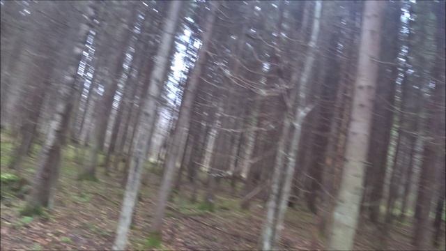 Охота с русской гончей Звонкой 25.10.24г. Перевиден, обстрелян. Жив, здоров.