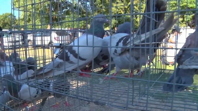 Птичий рынок. Кропоткин. [30.06.2024] смотреть онлайн