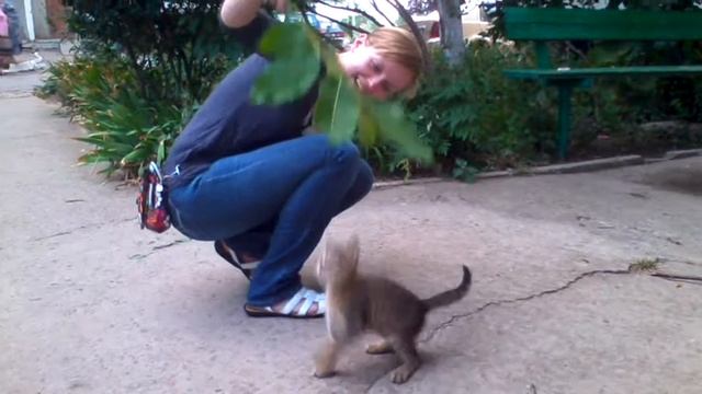 Котенок в Щелкино